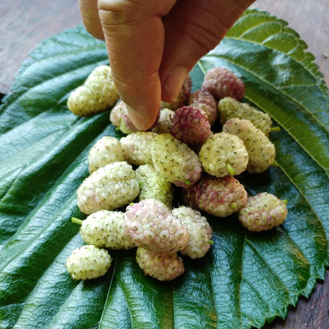 Allow me to offer you some toot (mulberries). Going to get some more later... (Dayr Al Qamar, Mont-Liban, Lebanon)