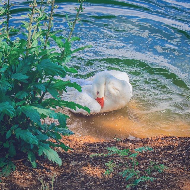 '...allow me to show u the art of se-duck-tion hooman..' (Deïr Taanâyel, Béqaa, Lebanon)