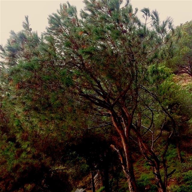 “ Allow nature’s peace to flow into you as sunshine flows into trees. “ -... (Beit Meri, Mont-Liban, Lebanon)