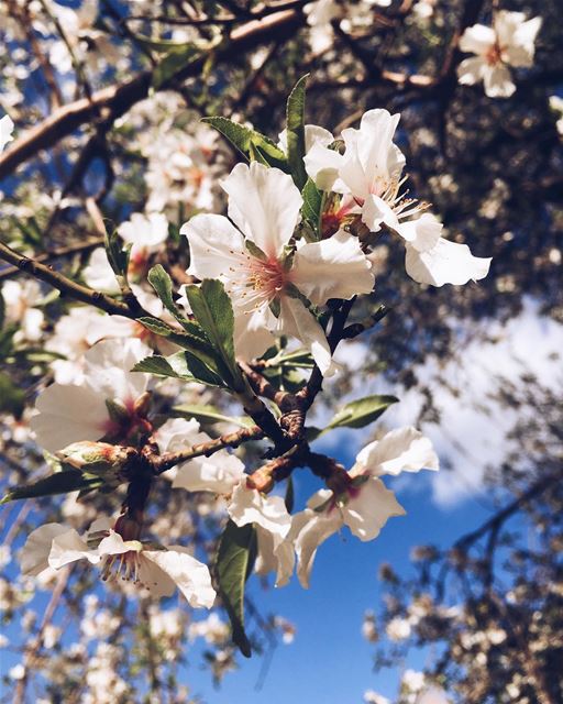 Almond blossoms 🌸🌸🌸 springtime is coming  flowers  blue  sky  tree ... (Der Oubil)