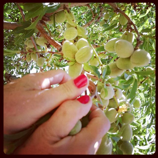 Almond picking in the heart of Niha after visiting beautiful roman temples... (Niha, Béqaa, Lebanon)