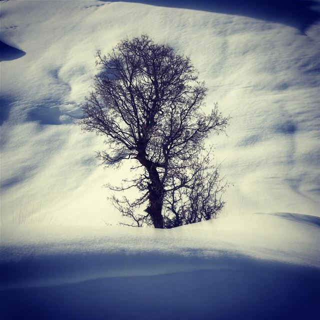 Alone in the cold !!  leafless  tree  snow  white  arbre  neige  nature ... (El Laklouk, Mont-Liban, Lebanon)