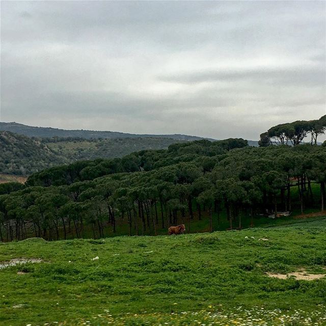 Alone in the Wild beautiful_lebanon  livelovelebanon  lebanonspotlights ... (Nabatîyé)