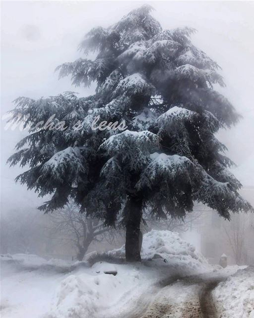 Alone  lebanonbylocal  discover961  lebanon  thebestinlebanon ...