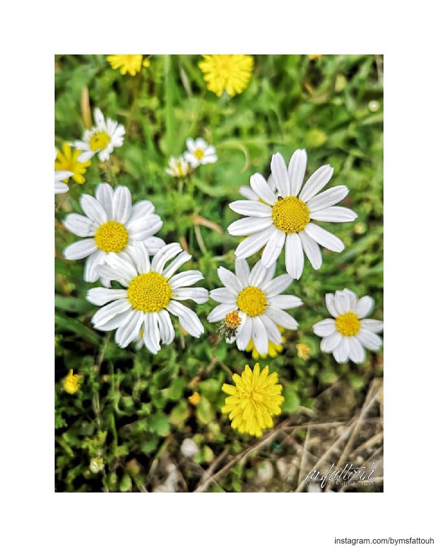 "Always have something beautiful in sight, even if it's just a daisy in a...