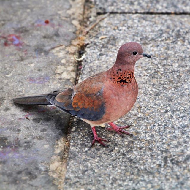 Am feeding the bird..🇱🇧 lebanon  lebanon_hdr  ig_lebanon ...