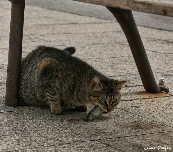 ..am not sharing this fish😾.Manara - Beirut.. Lebanon  Beirut  cat ...