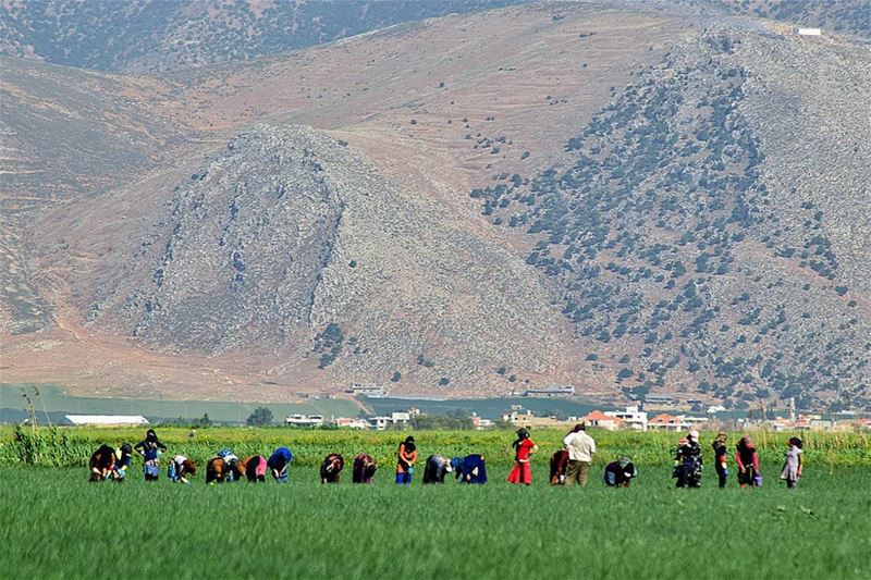  amazinglebanon  hiking  hikingadventures  photoftheday  nature ... (West Bekaa)