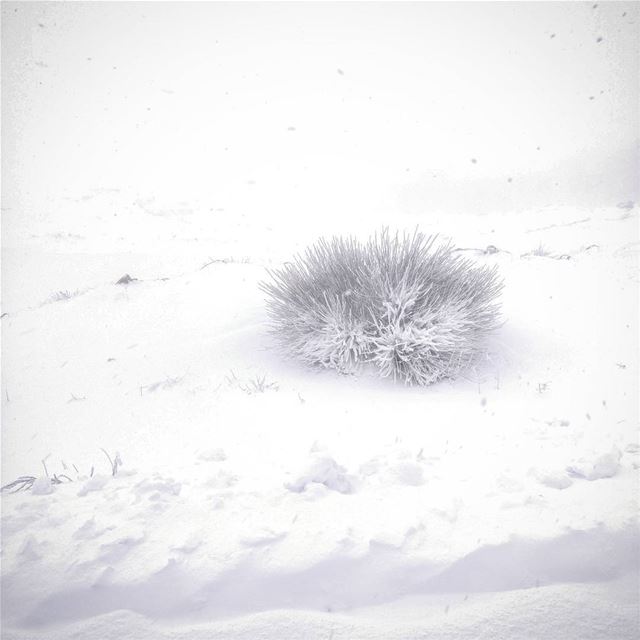 Amidst the storm ❄🌳  lebanon  arez  bcharre  bush  snow  storm  snowstorm... (Arez Bcharre)