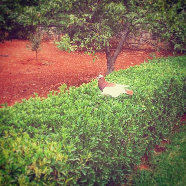  amioun  north  lebanon  home  pigeon  garden  LifeWithAView ... (Amyun)