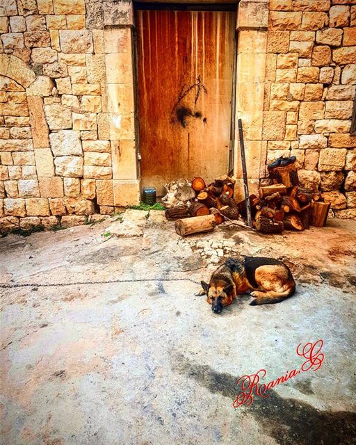  amiounalkoura  aldar  oldhouse  wood  dog  oldstreet  oldtown ... (Amioûn, Liban-Nord, Lebanon)
