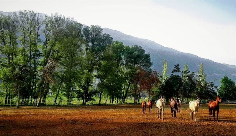  Ammik  PieceOfHeaven  Bekaa  Lebanon 🐴🐴🌳🌳 Hiking  Beautiful  Nature ... (`Ammiq, Béqaa, Lebanon)