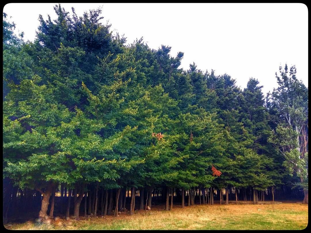  ammiq  ammiqreserve  bekaa  westbekaa  lebanon  trees  greenery  nature ... (`Ammiq, Béqaa, Lebanon)