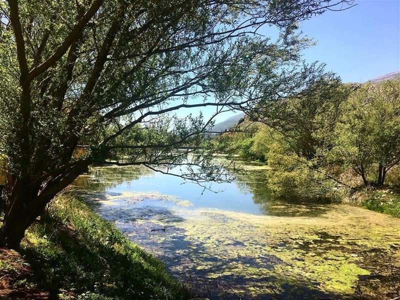  ammiq  ammiqwetlands  bekaa  bekaavalley  lebanon  lebanoninapicture ... (`Ammiq, Béqaa, Lebanon)