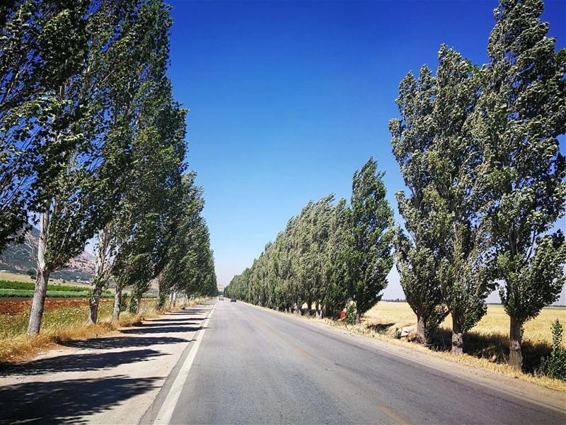 🔸🔹AMMIQ 🌲🌳🌲 BEKAA🔹🔸 ______________________________________... (`Ammiq, Béqaa, Lebanon)
