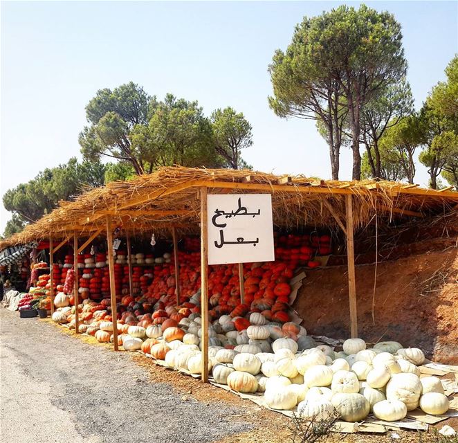  Ammiq  Bekaa  Lebanon 🎃🎃🎃 livelovelebanon  livelovebeirut ... (`Ammiq, Béqaa, Lebanon)