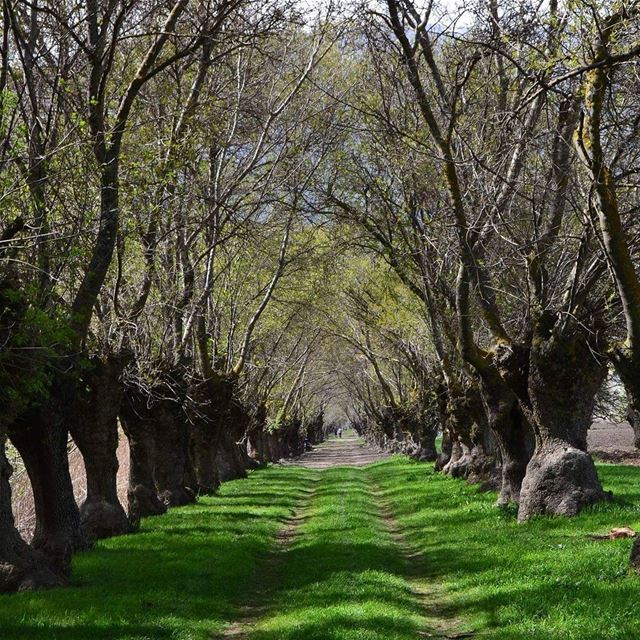  ammiq_bekaavalley  natureview  naturelovers  lebanonpassion  lebanontree ...