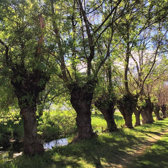  ammiqreserve  greenworld amazingplace  naturelovers  bekaa ... (`Ammiq, Béqaa, Lebanon)