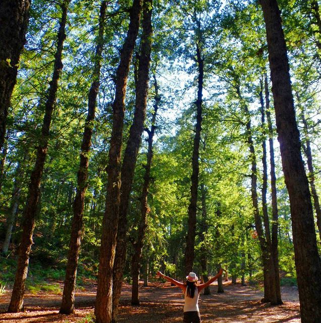  ammou3a  fnaydek  forest  3ezer  trees  green  liveloveakkar  lb_akkar ... (Ammou3a)