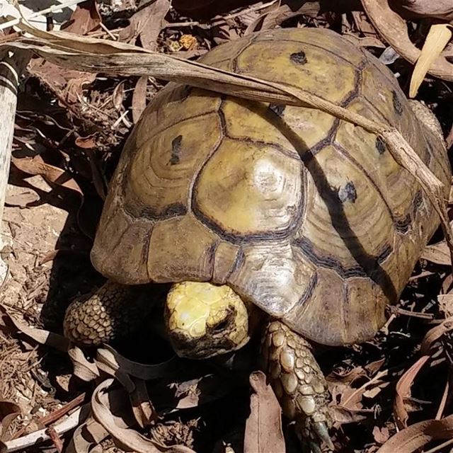 An angry turtle tanning lebanoninapicture  lebanon  liban ... (SABIS)