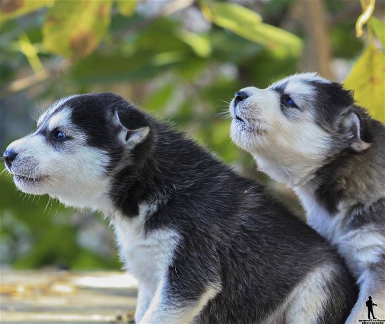 An animals eyes have the power to speak a great language.  puppies...