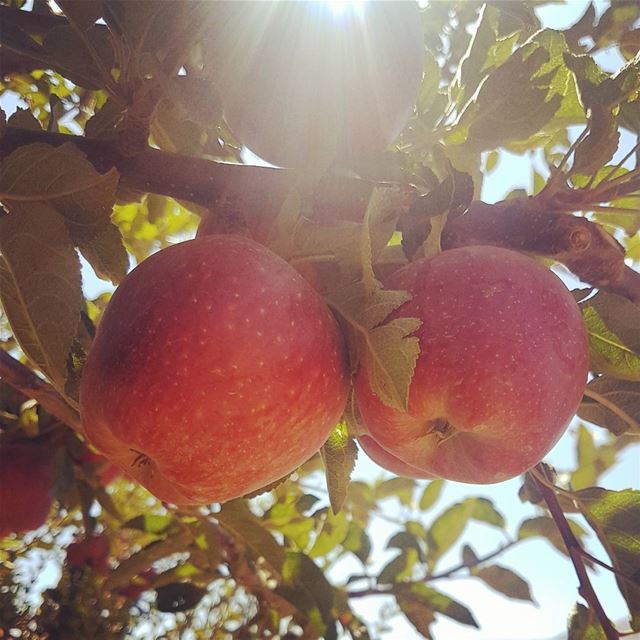 An apple a day ....how about 2😉🍎  wearelebanon  ptk_nature  ptk_sky ...