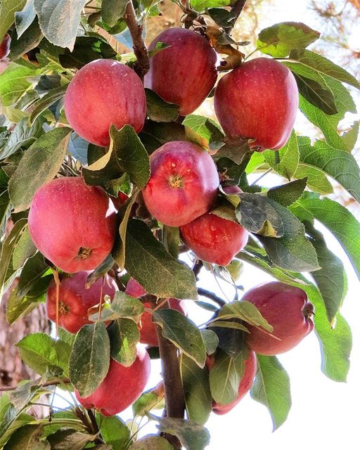 ... An apple a day!!!!No, it's not enough 🤔I need at least a dozen For... (Mount Lebanon)