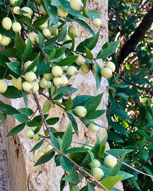 An explosion of myrtle berries everywhere.  myrtleberries ... (Beiteddine)