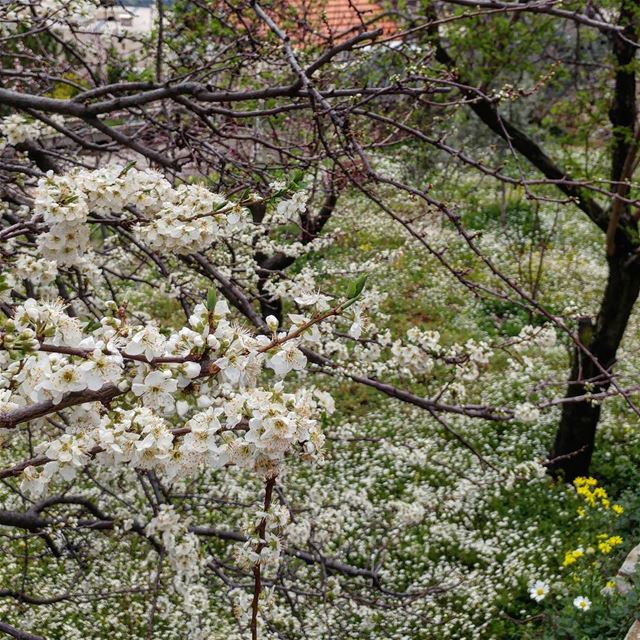 An explosion or rather, mini-explosions everywhere of blossoms and buds.... (Dayr Al Qamar, Mont-Liban, Lebanon)