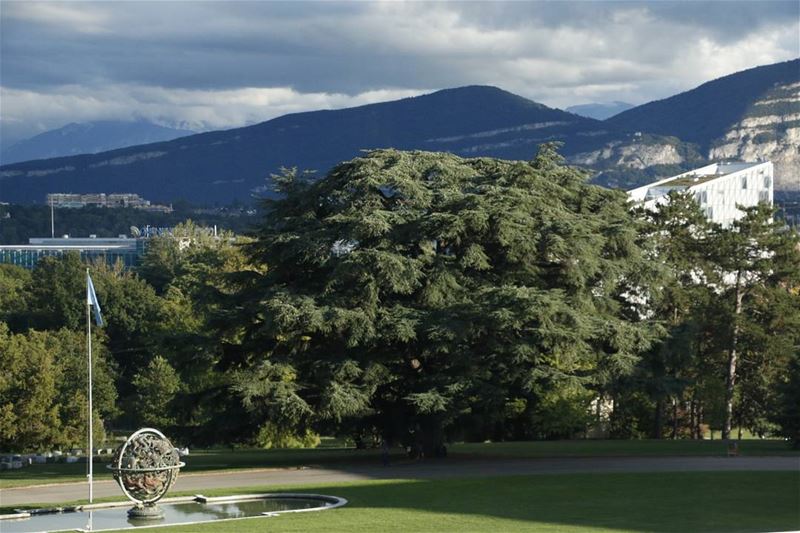 An old Lebanese has been residing in the garden of UN Headquarter in... (Palais Des Nations, UN Headquarters in Geneva)