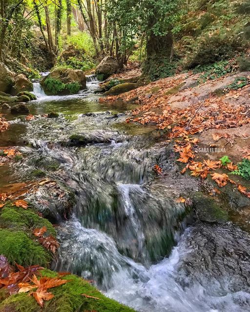 And all at once, summer collapsed into a million beautiful leaves 🍁🍂 (Lebanon)