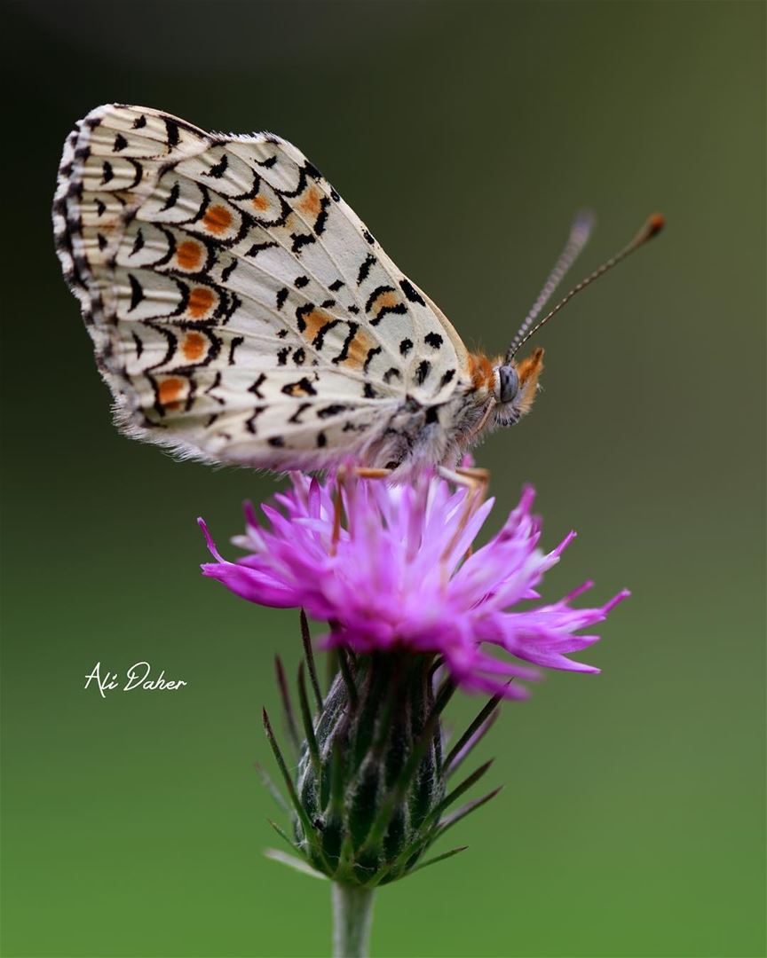 And another beautiful butterfly 🦋.... butterfly butterflies nature... (Kafarroman)