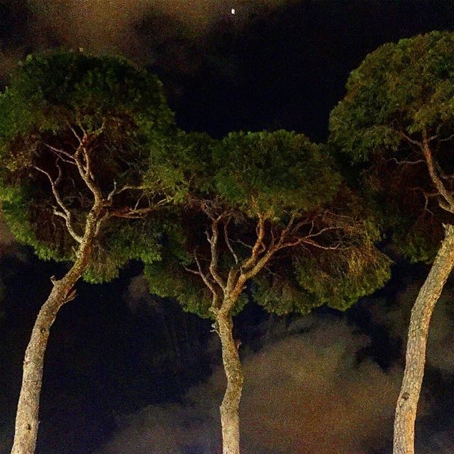 And i wish upon a pine tree, or two, or three for as they say in Lebanese:... (Beirut Hippodrome)