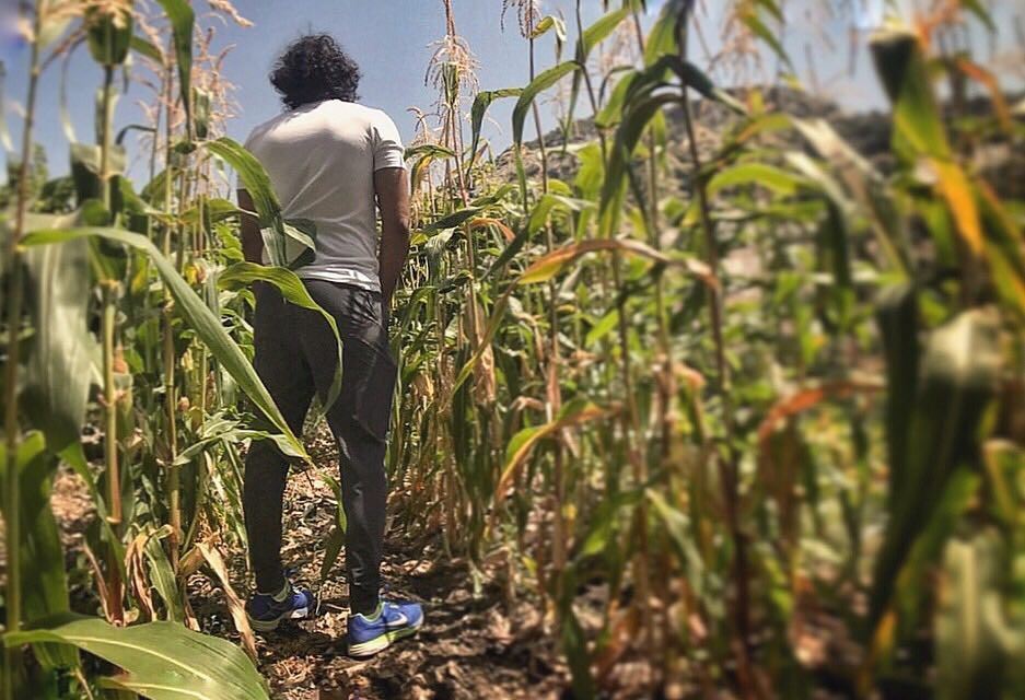 And into the fields he goes......... field  corn  grow  go ... (Douma, Liban-Nord, Lebanon)