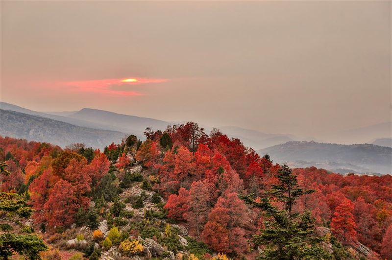 And into the forest i go ,to loose my mind and find my soul... lebanon...