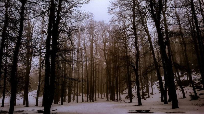 And into the forest i go ,to loose my mind and find my soul... lebanon...