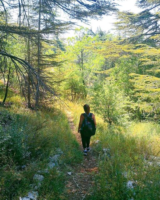 And into the forest I go, to lose my mind and find my soul.... (Arz Tannoûrîne)