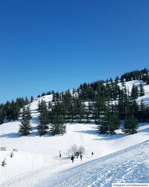 And into the forest I go, to lose my mind and find my soul.🌲🌲🌲🌲 ... (Bâroûk, Mont-Liban, Lebanon)