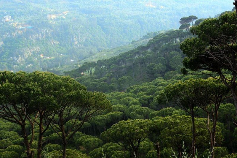 🌳And into the forest I go, to lose my mind and find my soul🌳 ... (Jisr Al Qadi, Mont-Liban, Lebanon)