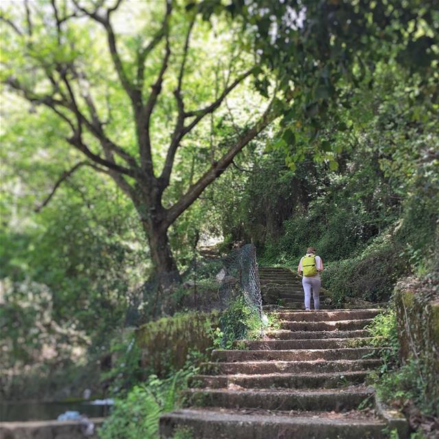 And into the forest I go, to lose my mind and find my soul ... @vitalina.a... (Mount Lebanon Governorate)