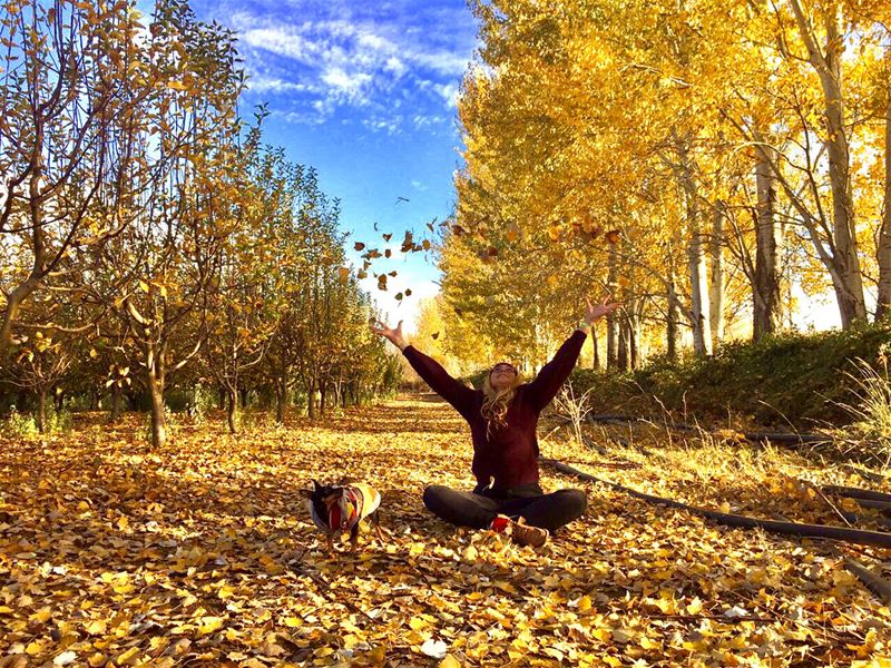 And it was all yellow 🍂 🐾• swipe  coldplay  winter  vibes ... (Beqaa Valley)