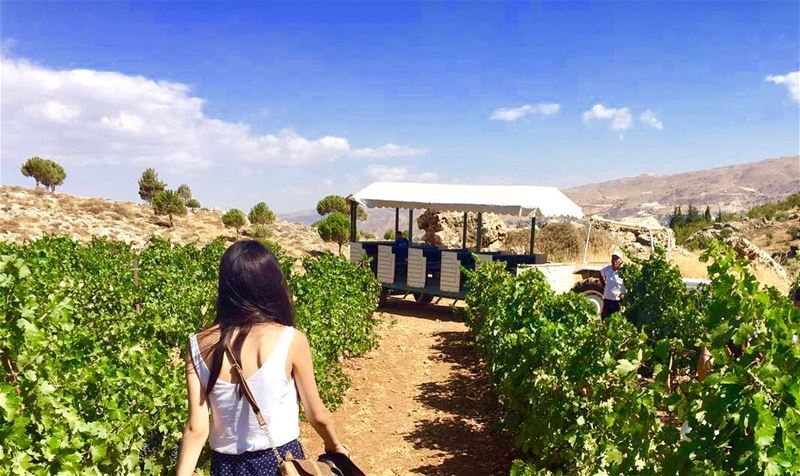 And let the good times roll🍃• ... (Château Kefraya)