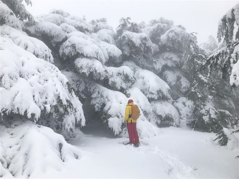And since we’ve no place to go let it snow, let it snow, let it snow 🎼🎵🎶 (Arz el Bâroûk)