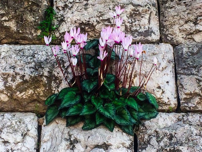 And sometimes against all odds, against all logic.. We still Hope.. hope ... (Harîssa, Mont-Liban, Lebanon)