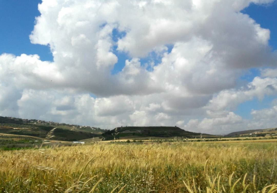 And summer is coming soon ..Yellow fields  livelovemarjayoun  khiam ... (Al Khiyam, Al Janub, Lebanon)