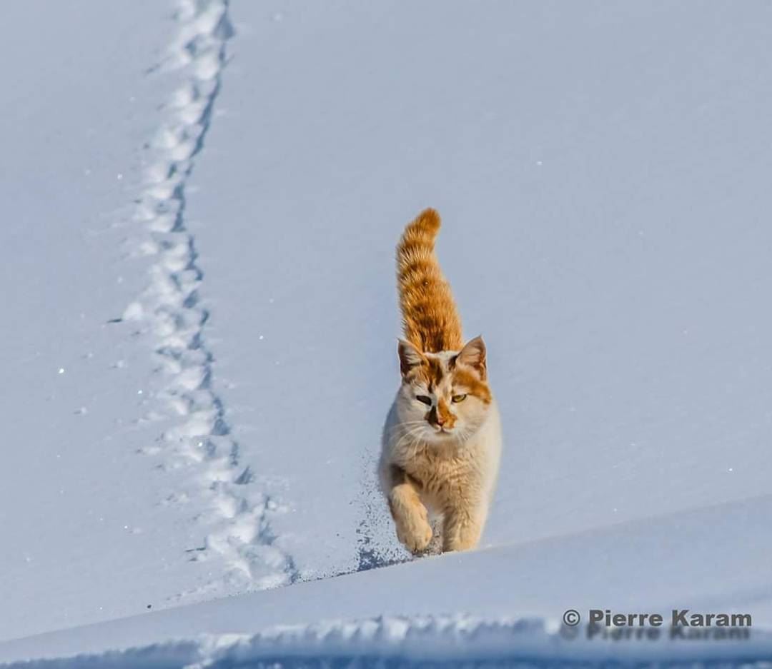  and  that's a  catwalk  cat  walking on the  snow  sunny  day  nikon ...