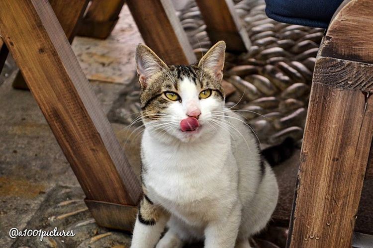 And then came the hungry one!💕🐱.. cat  cats  photo  photography ... (Byblos, Lebanon)