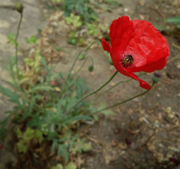  Anemone_coronaria  شقائق_النعمان photooftheday  flower Anemone coronaria ...