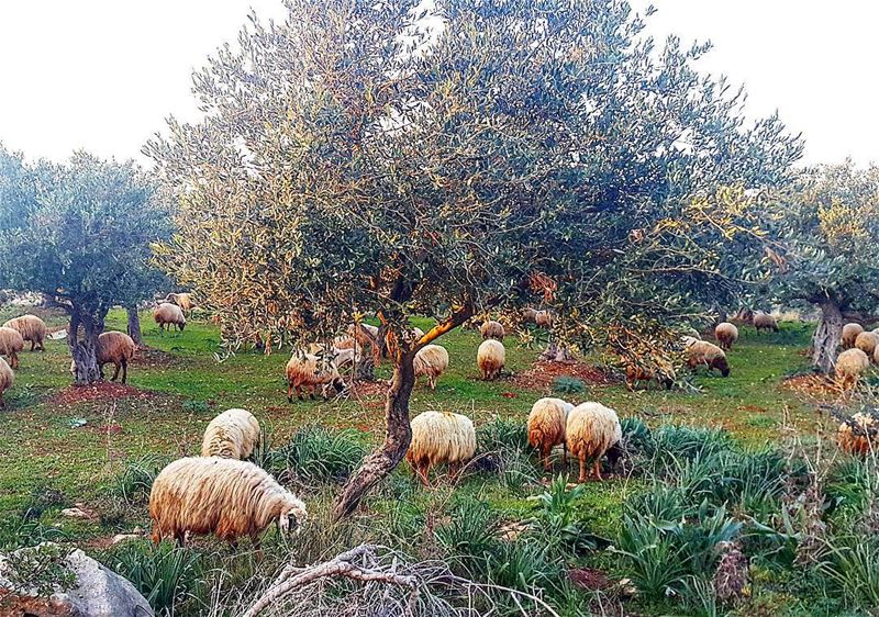  anfeh  northlebanon  koura  lebanon  nature  greenlebanon... (Anfeh - Koura)
