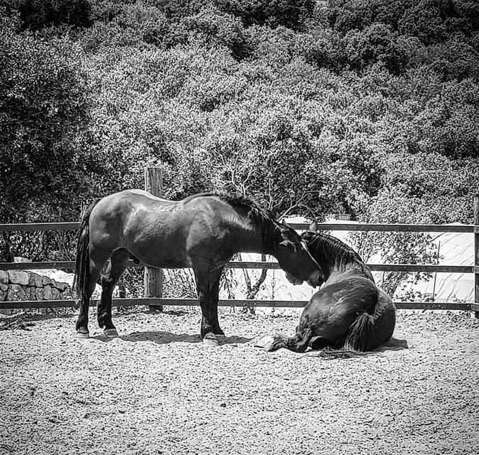  animal  care  instapic  nature  lebanon  horses  photography  duo ...